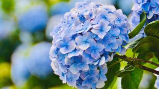 Kỹ thuật trồng hoa cẩm tú cầu