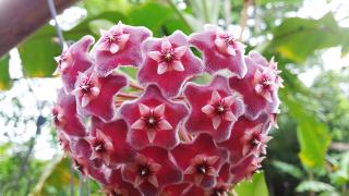 Cách đổi màu hoa cẩm tú cầu theo ý muốn