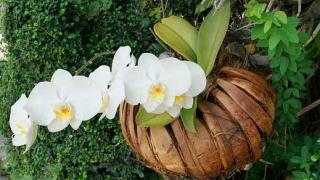 Kỹ thuật và những lưu ý khi trồng lan tách chiết