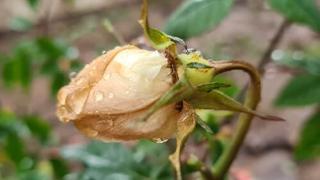 Các loại bệnh thường gặp ở hoa hồng
