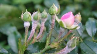 Bệnh phấn trắng trên hoa hồng nguyên nhân và cách điều trị 