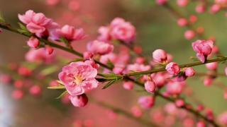 Các loại hoa đào tết được yêu thích nhất hiện nay