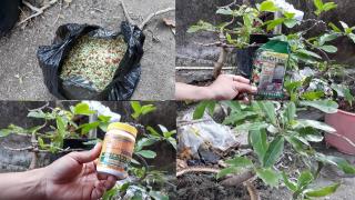 Cách bón phân NPK cho cây mai