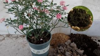 Bón phân hữu cơ cho hoa hồng đúng cách