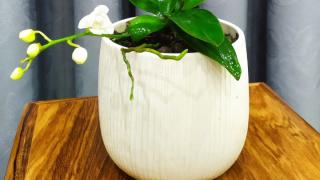 Kinh nghiệm bón phân hữu cơ cho Hoa Lan