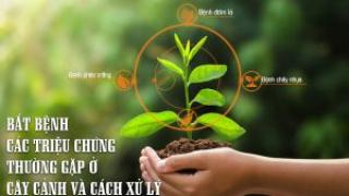 Nguyên nhân khiến cây cảnh bị bệnh và cách khắc phục