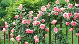 Các loại bệnh ở hoa hồng xuất phát từ Nấm và Vi Khuẩn 