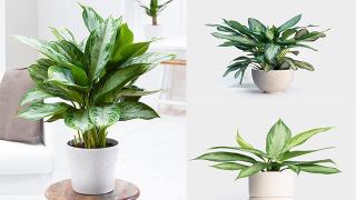 10 loại cây cảnh thích hợp tại văn phòng