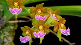 Các loại lan giáng hương tiêu biểu và đặc điểm chung của giáng hương