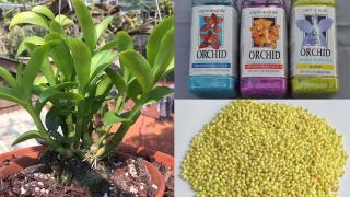 Các loại phân bón hữu cơ khuyên dùng cho Phong Lan