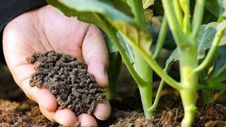 Các loại phân bón dùng cho cây cảnh phổ biến hiện nay