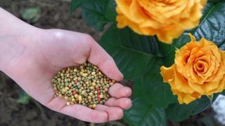 Cách bón phân cho hoa hồng theo từng giai đoạn phát triển