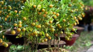 Cách bón phân cho quất đúng và đủ