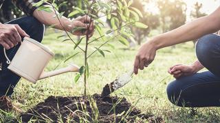 Cách bón phân NPK cho cây đào