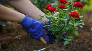 Cách cải tạo đất trồng cho hoa hồng 