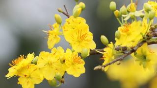 Cách chăm sóc cây mai bị vàng lá 