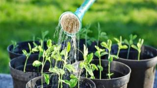 Hướng dẫn chăm sóc cây cảnh ngoài trời