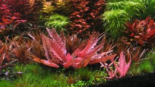 Cách chọn và nuôi thủy sinh cho người mới bắt đầu