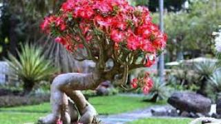 Cách lựa chọn giá thể trồng cây hoa sứ 