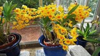 Cách nhận biết và cách trồng lan hoàng lạp