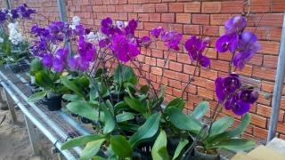 Cách trồng và chăm sóc hoa lan