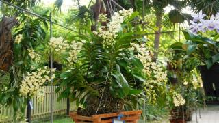 Nhận biết và cách trồng quế lan hương