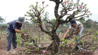 Cách trồng và chăm sóc cây đào cảnh