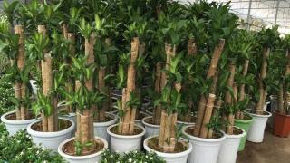 Cách trồng và chăm sóc cây Thiết Mộc Lan