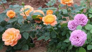 Những điều cần biết về cách trồng và chăm sóc hoa hồng ngoại