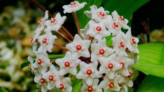 Cách trồng và chăm sóc lan cẩm tú