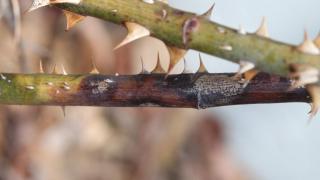 Cách xử lý khi hoa hồng bị đen thân 