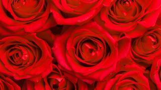 Cách chăm hoa hồng bị héo và rụng lá