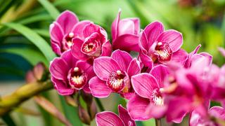 Cách chăm sóc lan Hoàng Thảo nở đúng tết