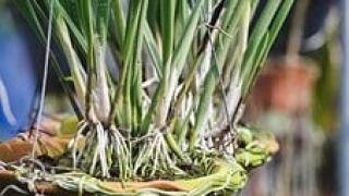 Cách chọn giá thể cho các loại lan rừng