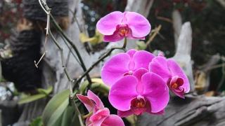 Cách ghép phong lan vào gỗ và những loại gỗ ghép lan thông dụng