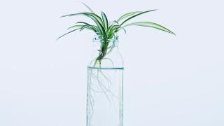 Cách trồng chăm sóc cây dây nhện thuỷ sinh xanh tốt 