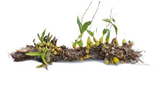 Cách trồng lan trên cây khô