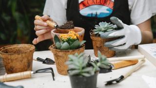Cách trồng sen đá trong chậu