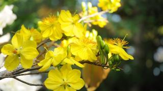 Cách xử lý mai vàng nở sớm 