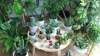 Tổng hợp 10 loại cây cảnh phổ biến hiện nay