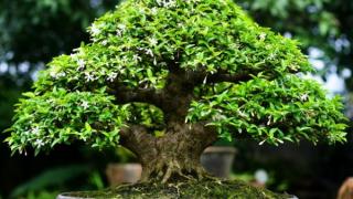 Hướng dẫn chăm sóc cây mai chiếu thuỷ