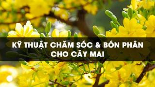 Kỹ thuật và quy trình bón phân cho cây mai