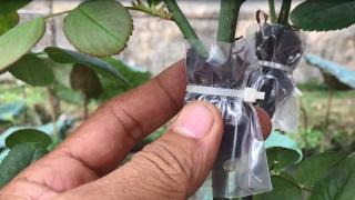 Những cách nhân giống hoa hồng
