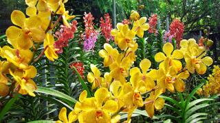 Cách chọn giống hoa lan