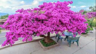 Công dụng của cây hoa giấy và tổng hợp các loại hoa giấy phổ biến 