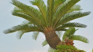 Đặc điểm và cách trồng cây vạn tuế