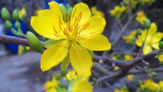 Đặc tính và điều kiện sinh thái của cây mai vàng 