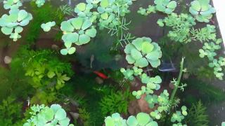 Top 10 group sinh vật cảnh lớn nhất Facebook