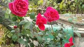 Làm thế nào để hãm thời gian nở của hoa hồng