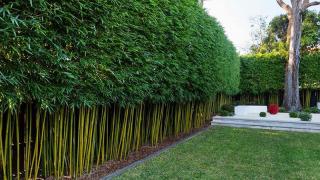 Cách làm hàng rào trúc quân tử